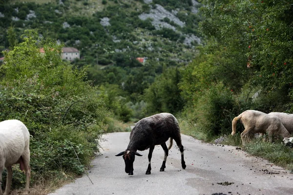 Europa Oost Europa Balkanlanden Montenegro Skadar Meer Landschap Murici Straat — Stockfoto