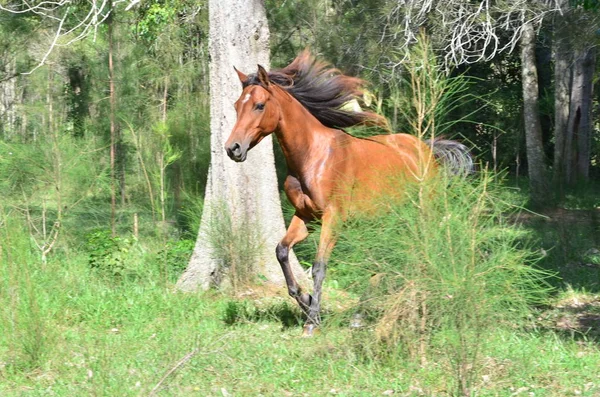 Niedliches Pferd Wilder Natur — Stockfoto