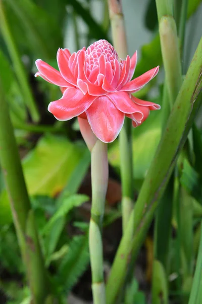 Etlingera Elatior Kwiat Ogrodzie — Zdjęcie stockowe