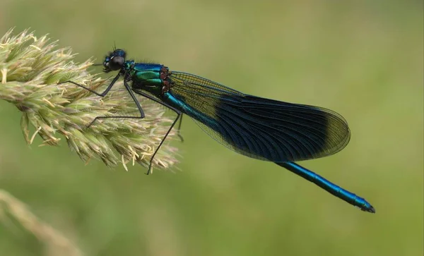 Detailní Makro Pohled Hmyz Vážky — Stock fotografie