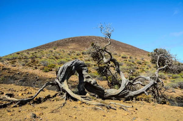 Γαρνιρισμένο Δέντρο Άρκευθου Σχηματισμένο Από Τον Άνεμο Στο Sabinar Νησί — Φωτογραφία Αρχείου