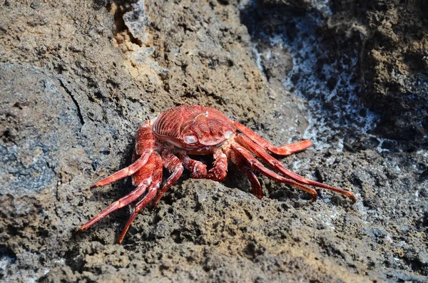 Red Crab Climbing Black Volcanic Rocks — Stock Photo, Image