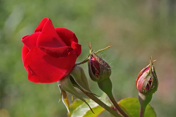 Ros Blomma Med Knoppar — Stockfoto