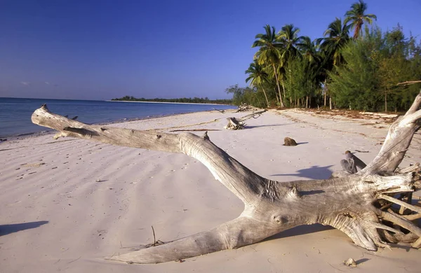 Une Plage Rêve Bwejuu Est Île Zanzibar Dans Océan Indien — Photo