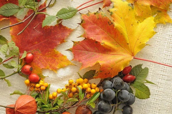 Schöne Bunte Herbstblätter — Stockfoto