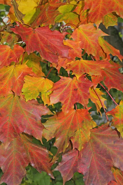 Klon Sezonie Jesiennym Liście — Zdjęcie stockowe