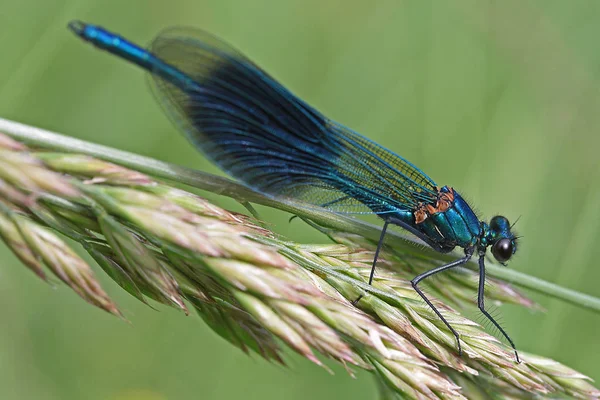 Yusufçuk Böceği Flora Fauna — Stok fotoğraf