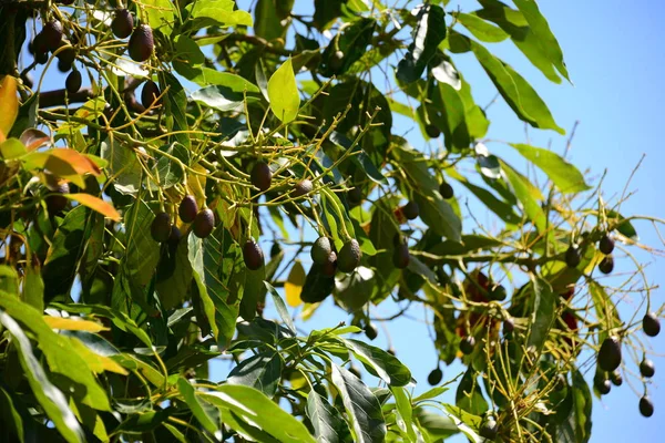 Avokado Ağacı Bitki Örtüsü Yapraklar — Stok fotoğraf