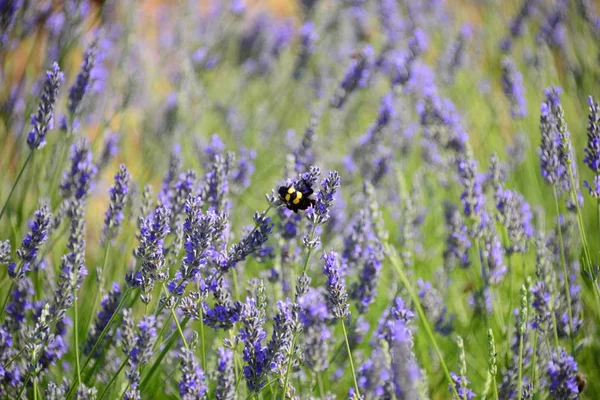 Flor Lavanda Espanha — Fotografia de Stock