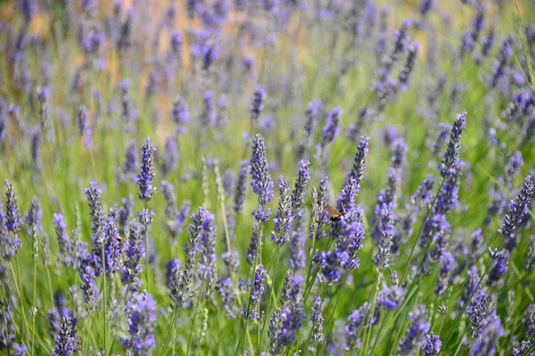 Lavendelblüte Spanien — Stockfoto