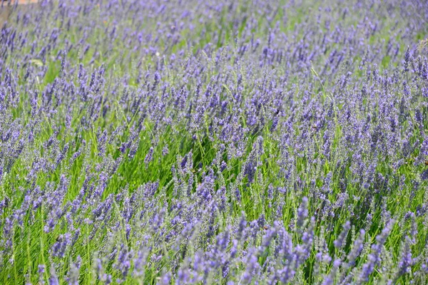 Flor Lavanda España — Foto de Stock