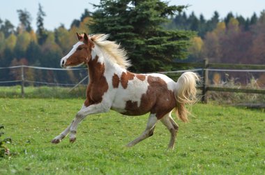 cute horse at wild nature  clipart