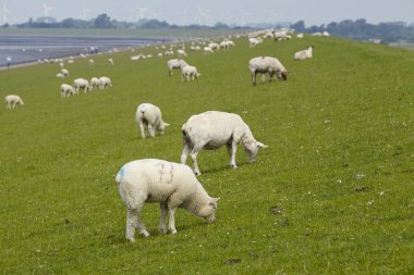A dyke near Buesum in North Germany (Schleswig-Holstein, Dithmarschen) with some sheeps and green grass. The sheeps in the background are blurry. clipart
