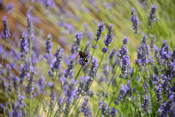 Flor Lavanda Espanha — Fotografia de Stock