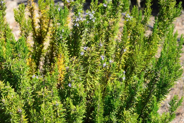 Yeşil Biberiye Bitkisi Bitkisi Flora — Stok fotoğraf