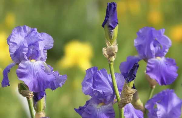 Iris Germanica Kobaltblaue Blume — Stockfoto