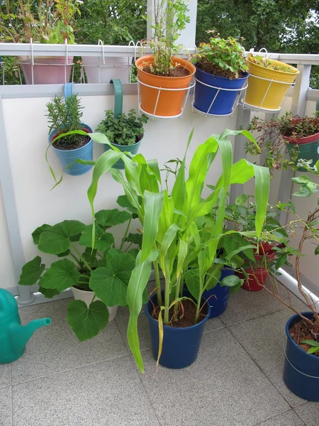 Les Plantes Potagères Dans Des Pots Sur Balcon — Photo