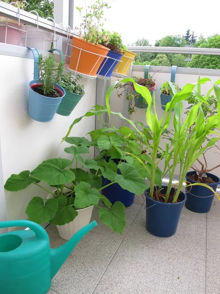 Les Plantes Potagères Dans Des Pots Sur Balcon — Photo
