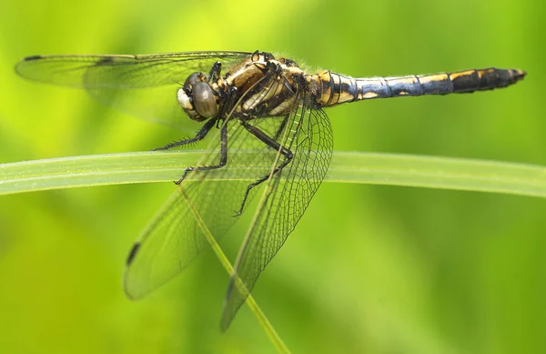 Detailní Makro Pohled Hmyz Vážky — Stock fotografie