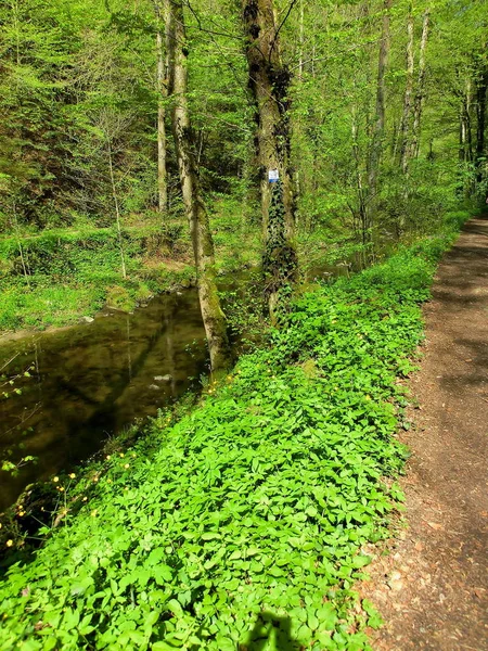 Prachtige Omgeving Van Het Bos — Stockfoto