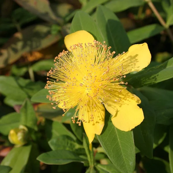 Bellissimi Fiori Sfondo Concetto Floreale — Foto Stock