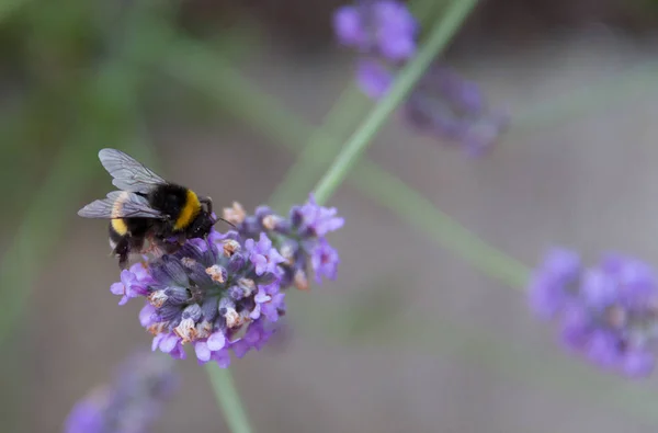 Vue Rapprochée Bel Insecte Bourdon — Photo