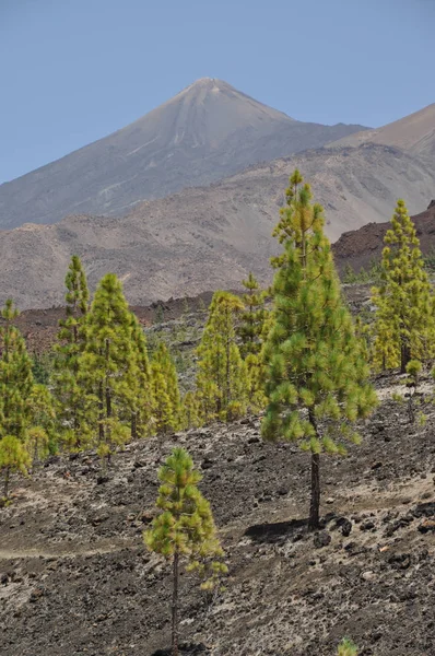 Tenerife Grootste Spaanse Canarische Eilanden Voor Kust Van West Afrika — Stockfoto