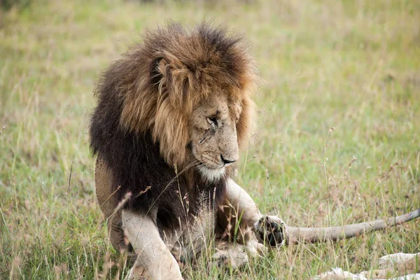 Leão Rei Savana África — Fotografia de Stock