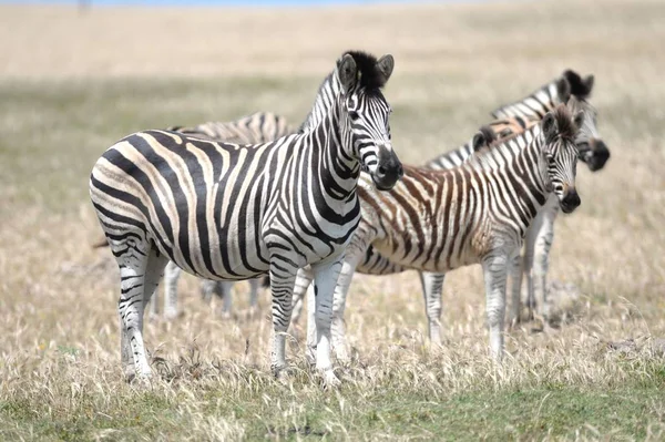 Colpo Zebra Africana Natura — Foto Stock