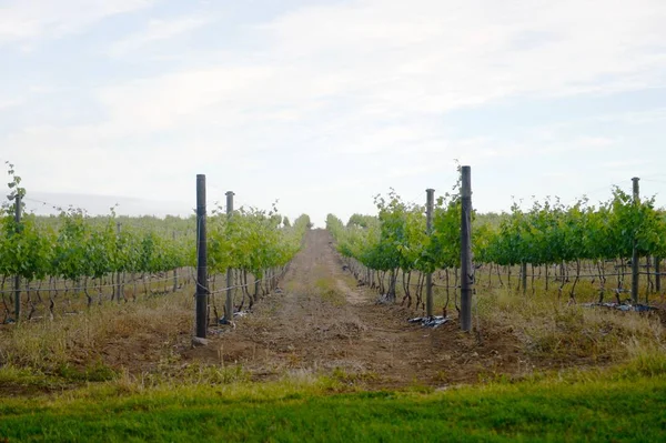 Een Landschap Afbeelding Van Wijngaarden Zuid Afrika — Stockfoto