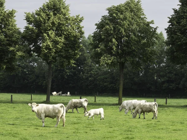 Vacas Paisaje Natural Enfoque Selectivo — Foto de Stock