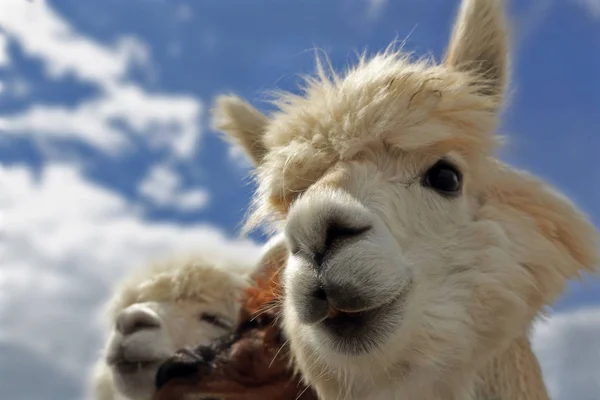 Vicces Alpaka Állat Vadon Élő Emlősök — Stock Fotó