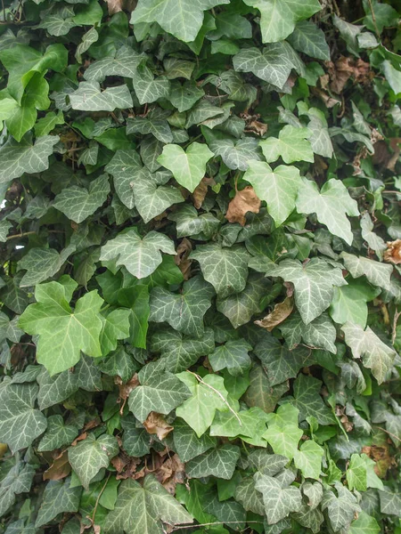 Green Ivy Leaves Useful Background — Stock Photo, Image