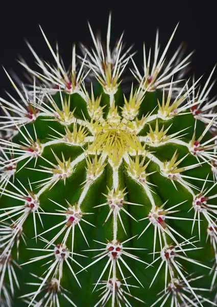 Detalj Kaktus — Stockfoto