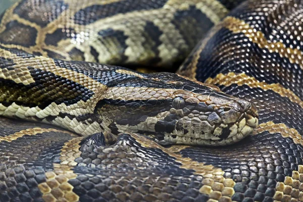 Sötét Tigris Piton Python Molurus Bivittatus — Stock Fotó