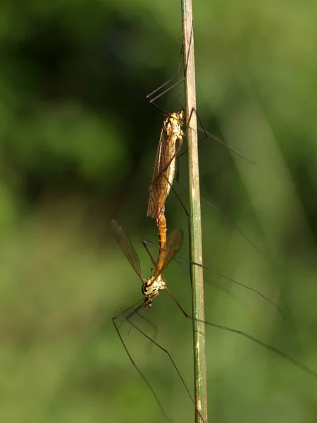 Kohl Mosquitoes Mating — Stock Photo, Image