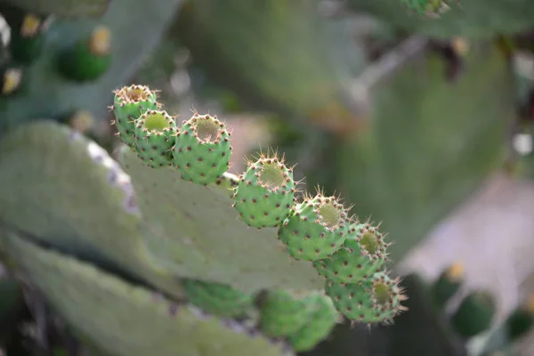 Kaktüs Bitkisi Tropikal Bitki — Stok fotoğraf