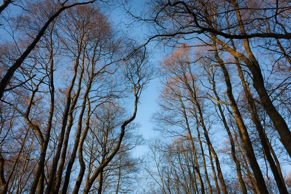 Bomen Het Veld — Stockfoto