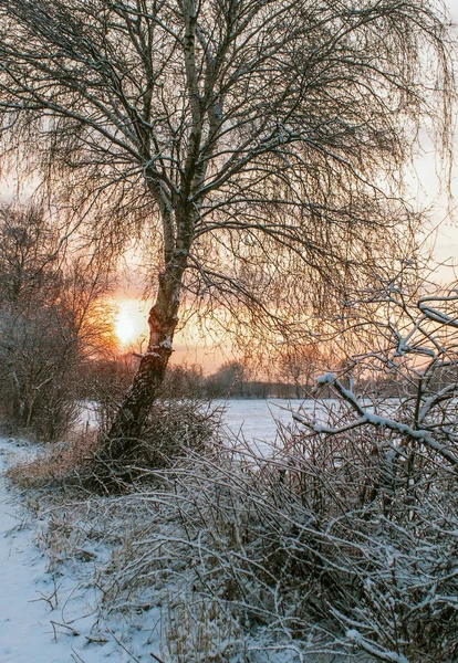 Κοιτάζοντας Ένα Χιονισμένο Βάλτο Στο Ηλιοβασίλεμα — Φωτογραφία Αρχείου