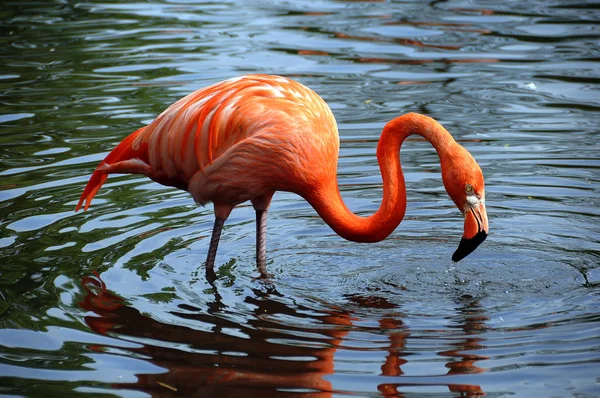 自然の中での美しいフラミンゴの鳥の景観 — ストック写真