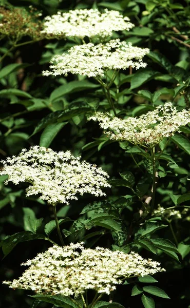 Schöne Blumen Blumiges Konzept Hintergrund — Stockfoto