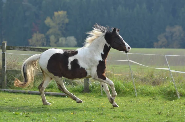 野生の自然でかわいい馬 — ストック写真