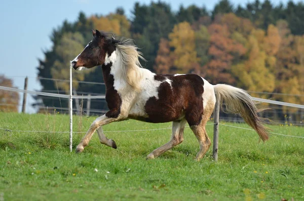 Cheval Mignon Prise Vue Plein Air Jour — Photo