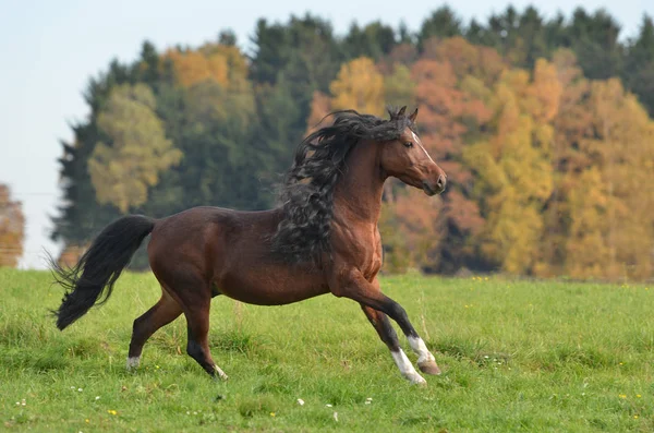 Carino Cavallo Natura Selvaggia — Foto Stock