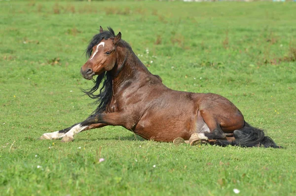 Lindo Caballo Naturaleza Salvaje —  Fotos de Stock