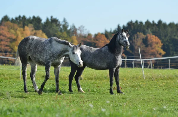 Chevaux Extérieur Jour — Photo