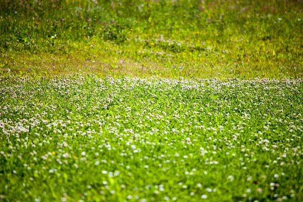 Letnie Rośliny Łąkowe Flora Złożone — Zdjęcie stockowe