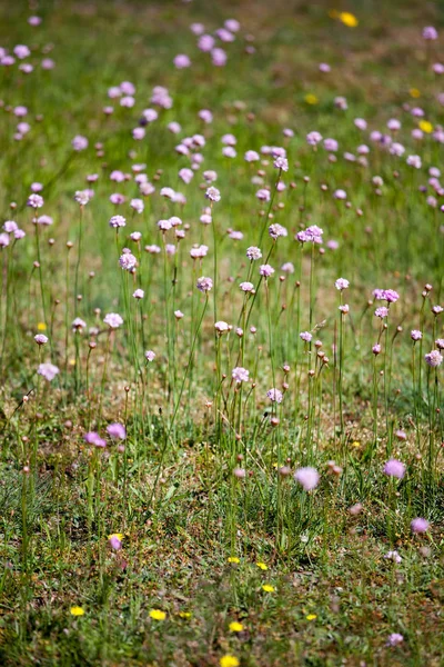 Summer Meadow Plants Flora Filed — Stock Photo, Image