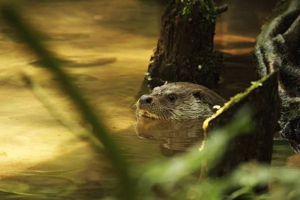 Nutria Animales Acuáticos Fauna Natural — Foto de Stock