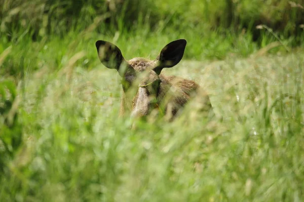 Een Close Van Een Hert Het Gras — Stockfoto